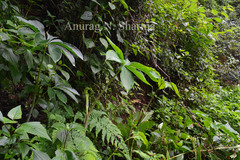 Arisaema leschenaultii